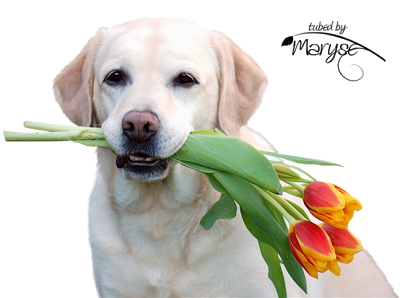 MR_Labrador_tulipes
